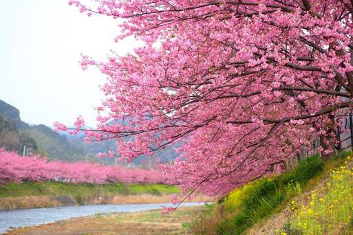 河津櫻花祭