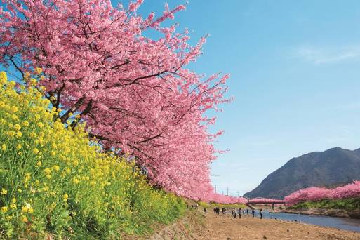 河津櫻花祭