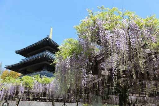吉祥寺藤
