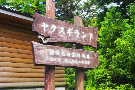 九州-屋久島-白谷雲水峽+屋久杉森林樂園