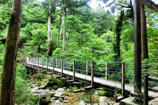 九州-屋久島-白谷雲水峽+屋久杉森林樂園