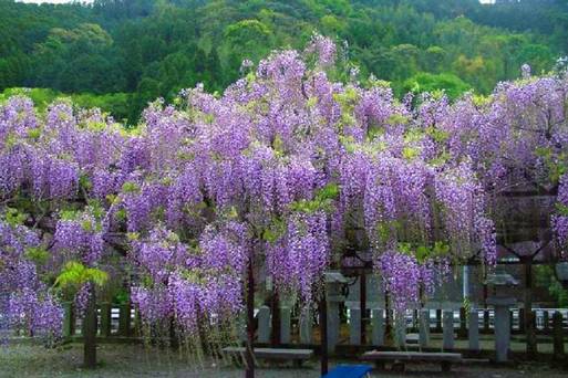 素盞鳴神社