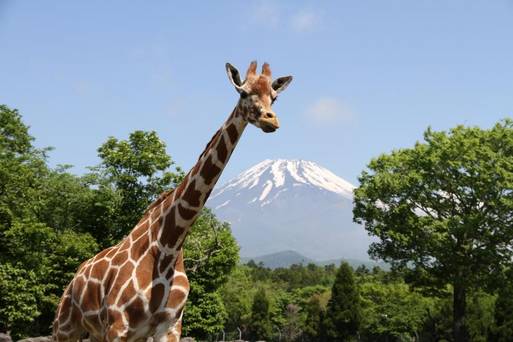 富士野生動物園