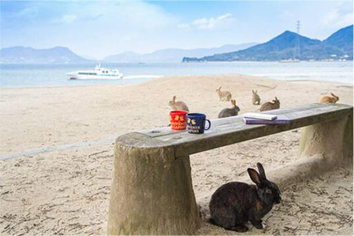 大久野兔子島