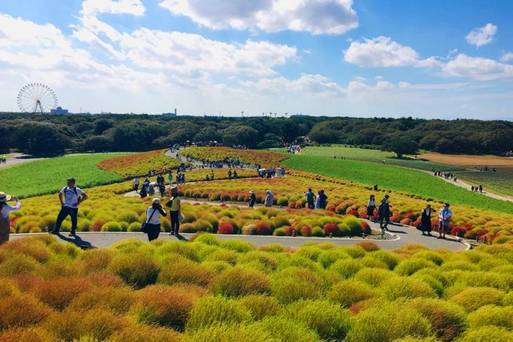 常陸海濱公園（掃帚草）