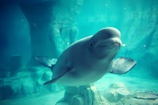 HTML 樂天水族館 Aquarium 動圖