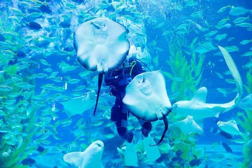 樂天水族館 Aquarium