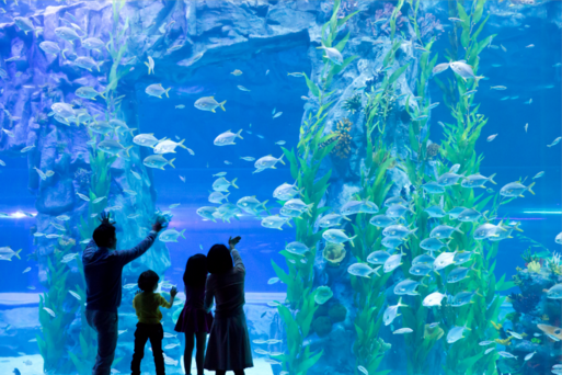 樂天水族館 Aquarium