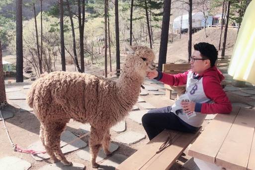 草泥馬樂園