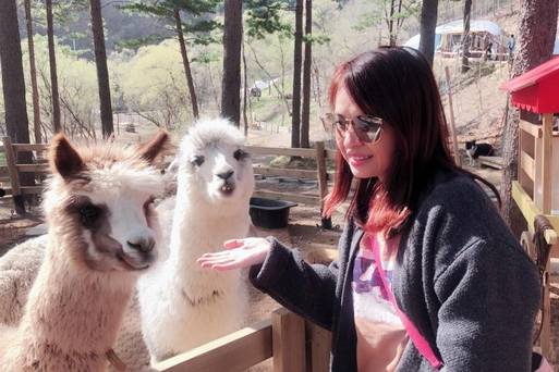 草泥馬樂園