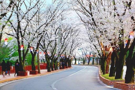加平伊甸園櫻花路