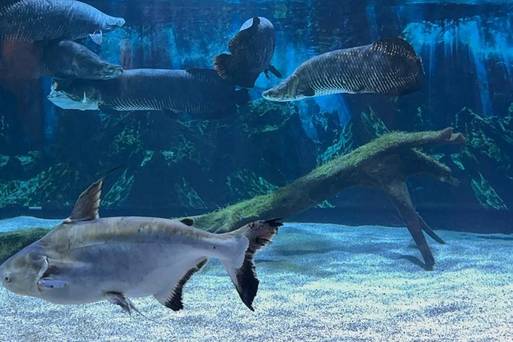 韓國首爾COEX水族館