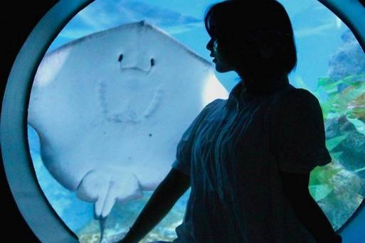 韓國首爾COEX水族館
