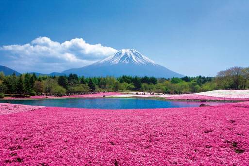 (請勿使用)富士芝櫻祭