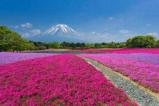 (請勿使用)富士芝櫻祭