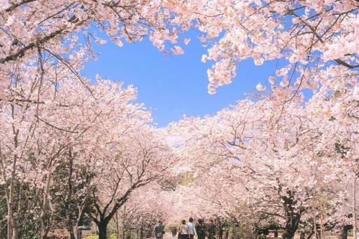 櫻花名所~高知鏡野公園