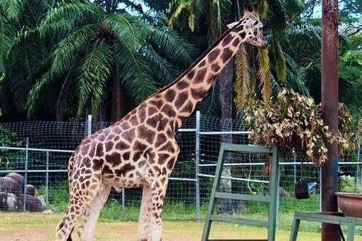 A`Famosa 野生動物園 (宏亞給 或 ...)