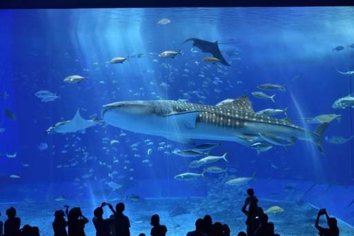 海洋博公園＋美之海水族館