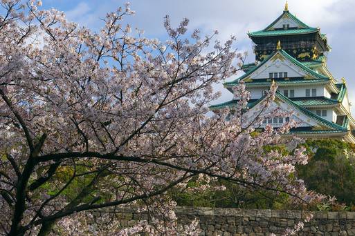 大阪城公園櫻