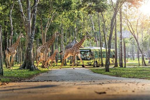 中區-Vinpearl  Safari  Phu  Quoc