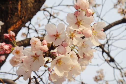 HTML 釜山春花
