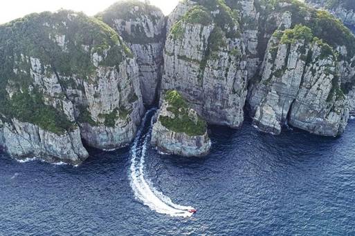 海金剛