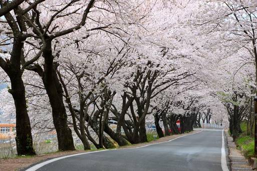 十里櫻花路
