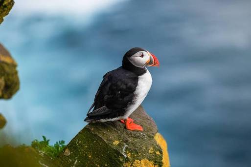 冰島-海雀帕芬鳥Puffin
