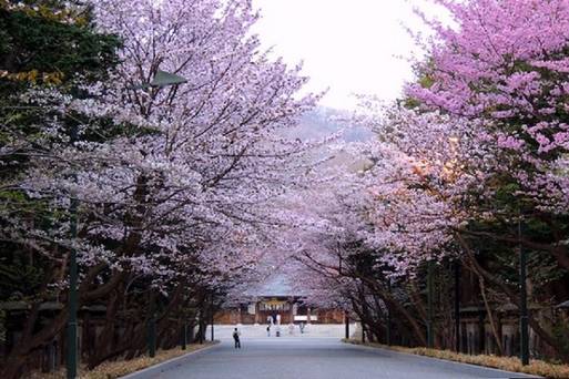 櫻花見～北海道神宮