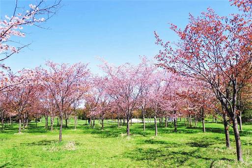 莫埃來沼公園《玻璃金字塔、藝術公園》 賞櫻