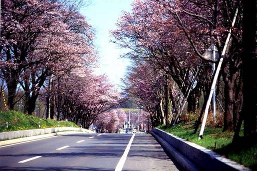登別櫻花大道