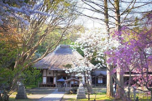 有珠山善光寺《櫻花季5月上旬~5月中 》