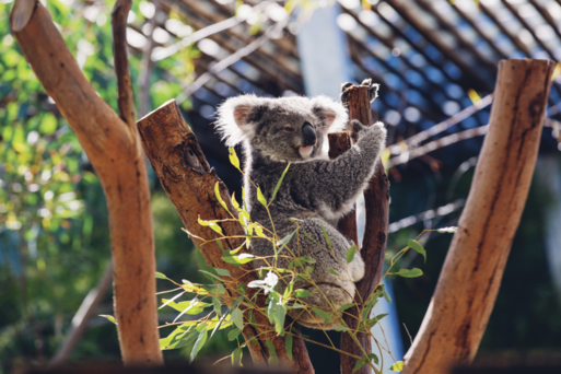 野生動物園