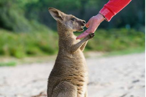 澳洲野生動物
