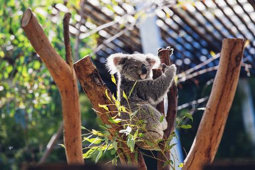 塔龍加動物園
