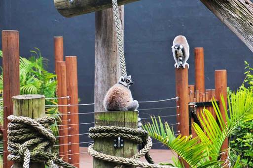 塔隆加動物園
