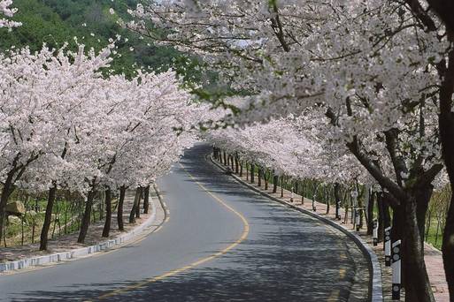 峨洋橋櫻花隧道