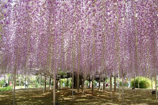 (請勿使用)足利花卉公園