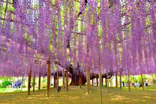 足利紫藤花公園