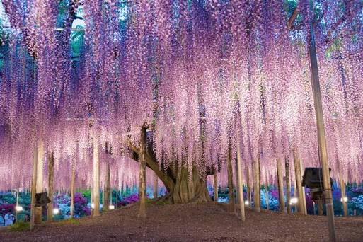 足利紫藤花公園