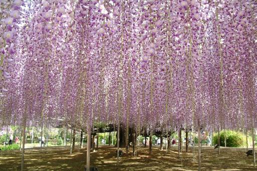 足利紫藤花公園