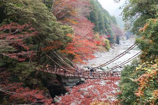 日本-四國-德島-祖谷葛藤橋