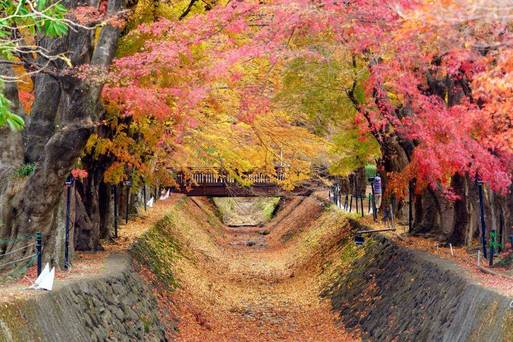 河口湖紅葉祭