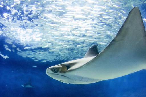 臨海葛西水族館
