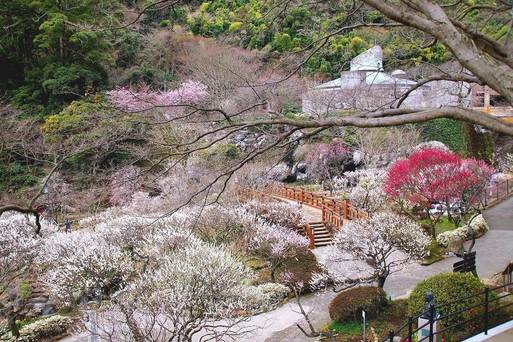 熱海梅園