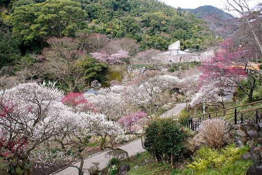 熱海梅園