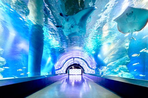 品川maxell aqua park(品川水族館)