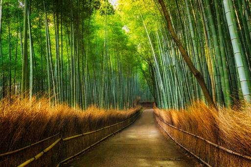 竹林之道(請勿使用、否則後果自負)
