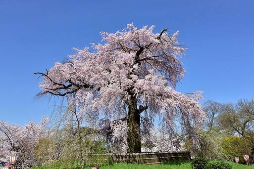 圓山公園