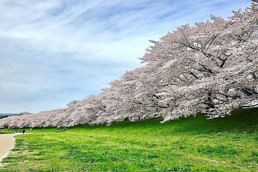 淀川公園背割堤(櫻)